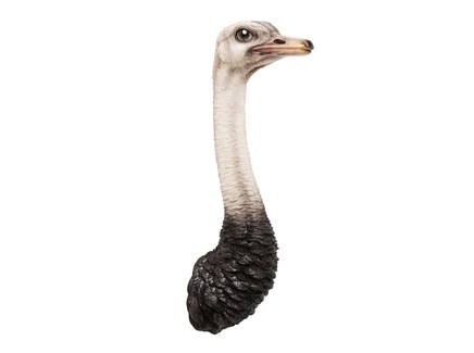 Украшение настенное "Ostrich"